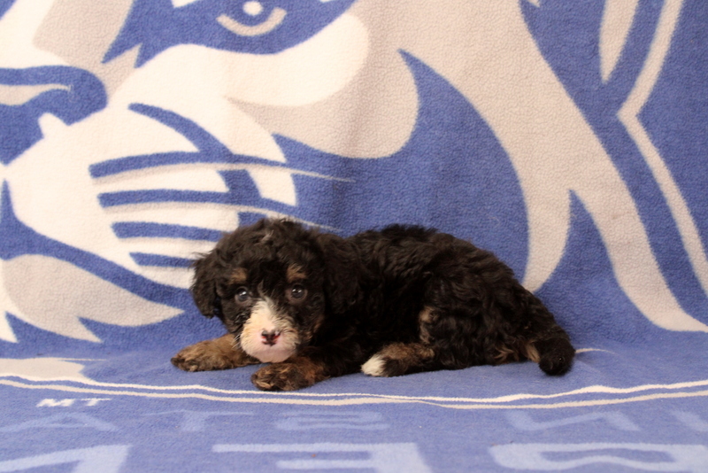 puppy, for, sale, Mini Bernedoodle F1, Matthew B. Stoltzfus, dog, breeder, Gap, PA, dog-breeder, puppy-for-sale, forsale, nearby, find, puppyfind, locator, puppylocator, aca